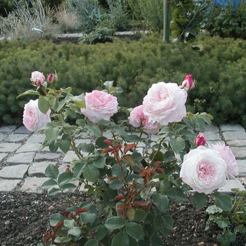 Biały, z czerwonym skrajem - Róże pienne - z kwiatami róży angielskiej - korona krzaczasta
